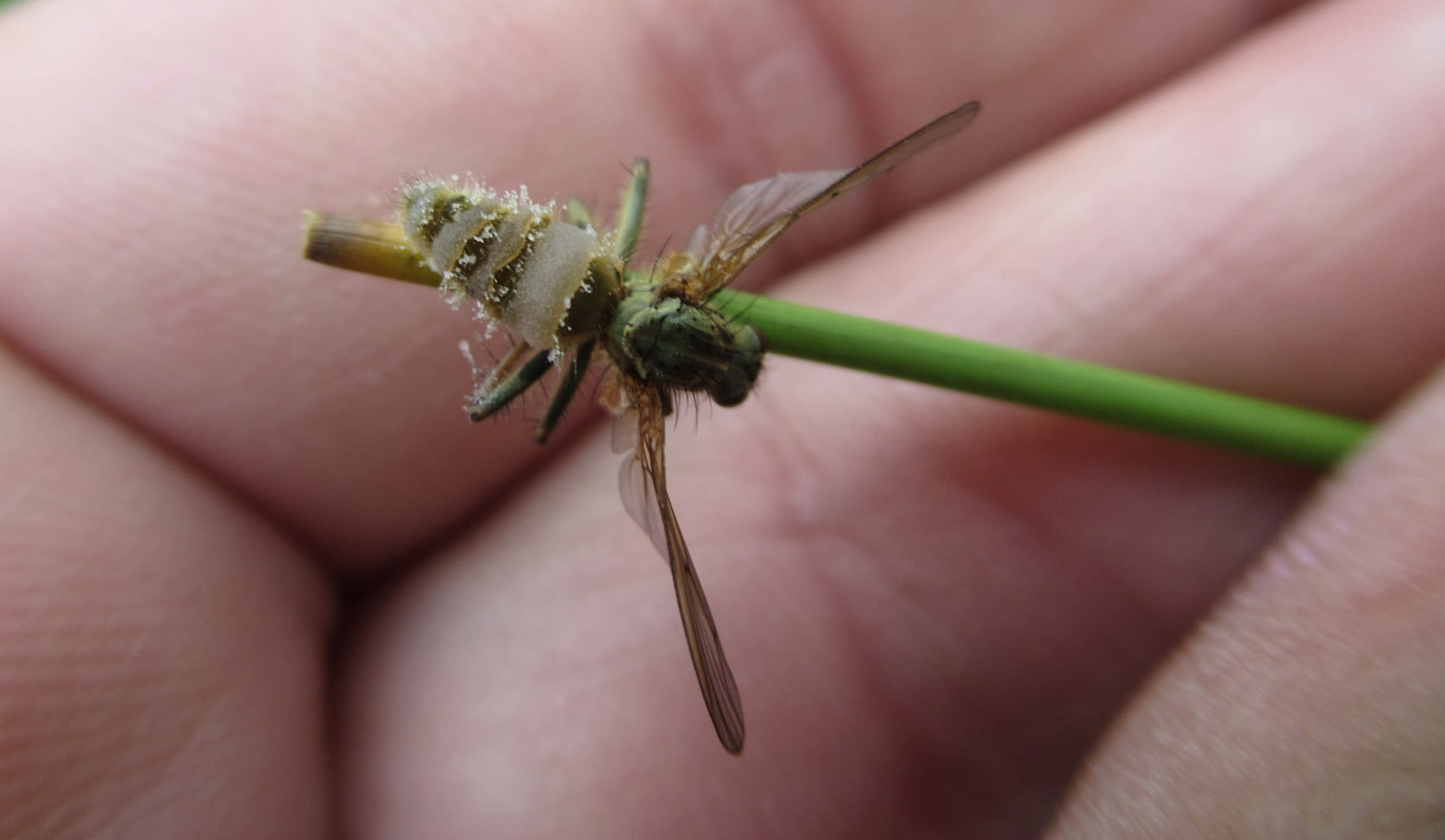 De parasitaire schimmel Entomophthora muscae op een strontvlieg