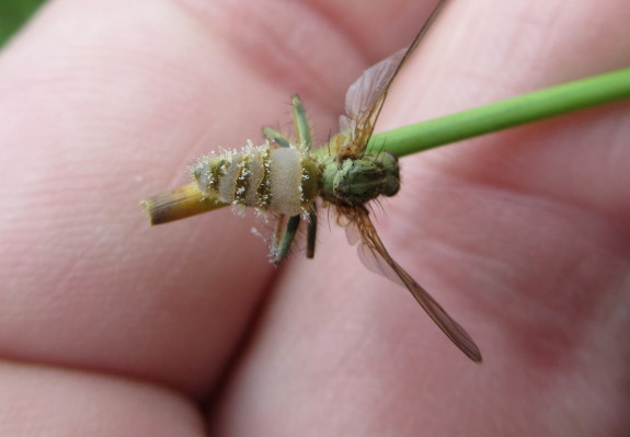 Entomophthora muscae 