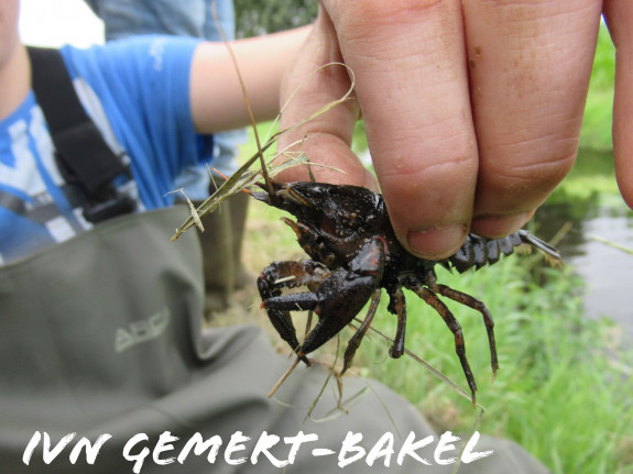 vissen waterwerkgroep IVN Jongeren kinderen natuur