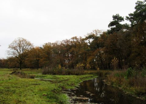 Wandelingen met natuurgidsen IVN Gemert-Bakel