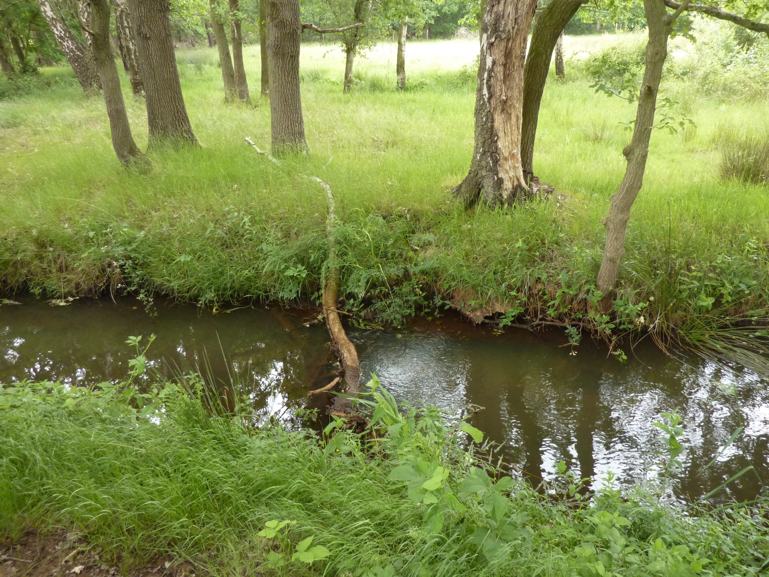 Bosrijke omgeving met een smal, kronkelend beekje en dichtbegroeide oevers.