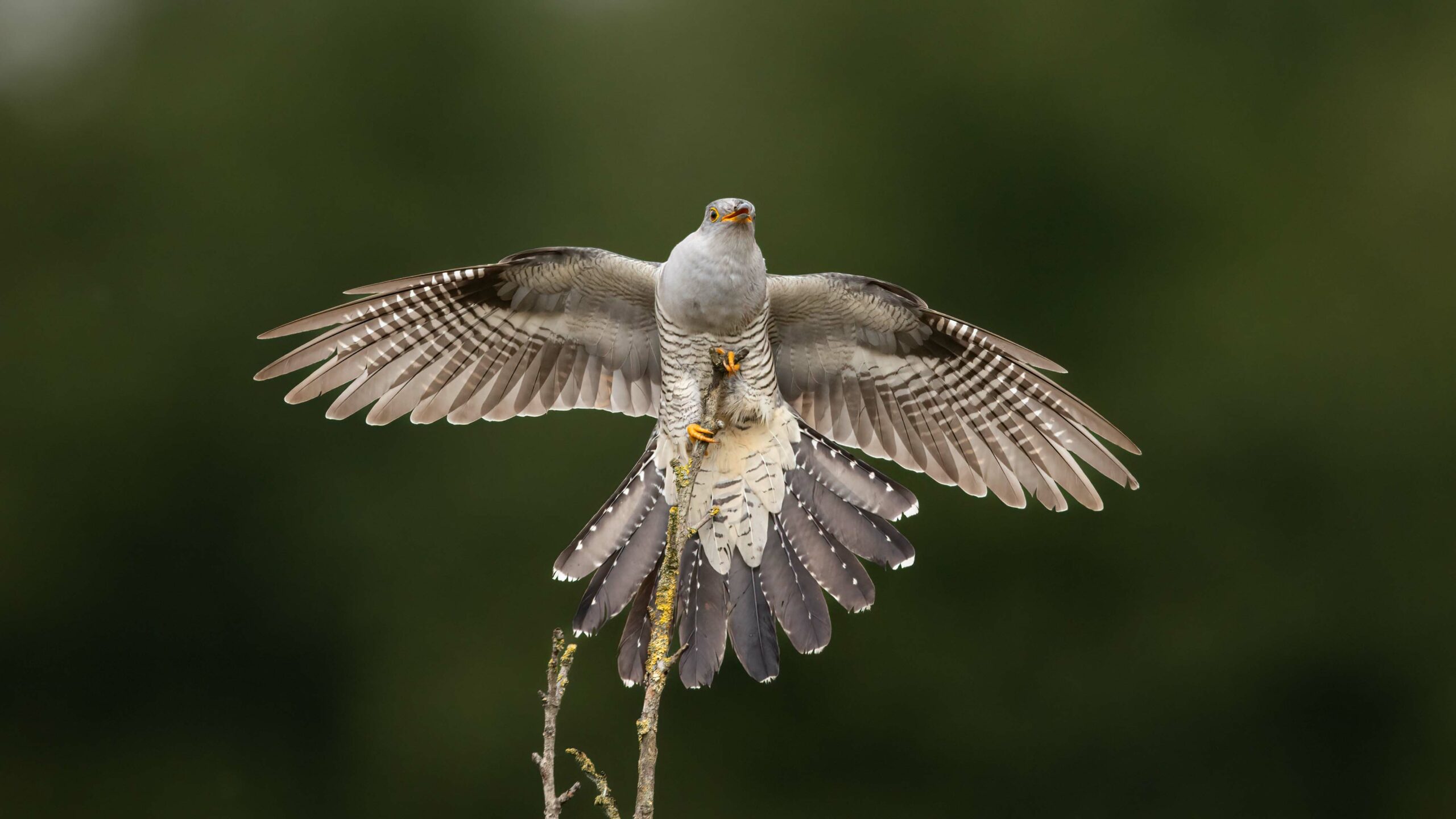 Vliegende vogel landt op tak, vleugels gespreid, tegen een groene achtergrond.