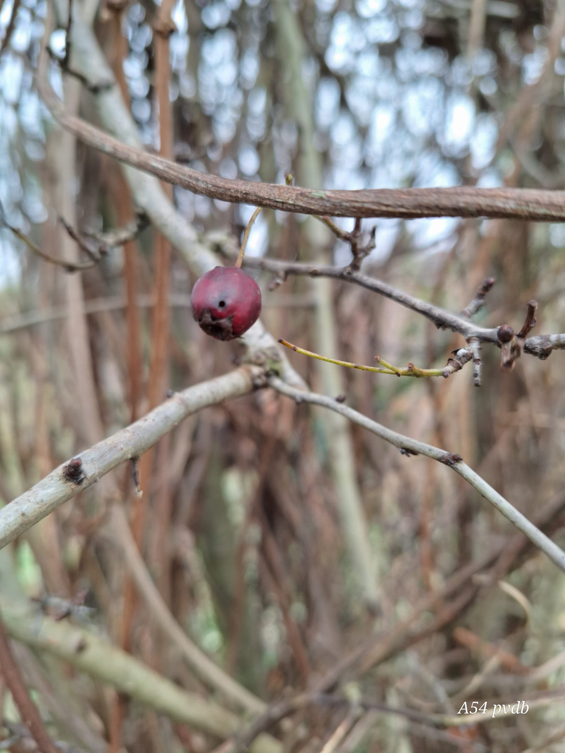 Een enkele rode bes aan een kale, grillige tak in een winterse omgeving.
