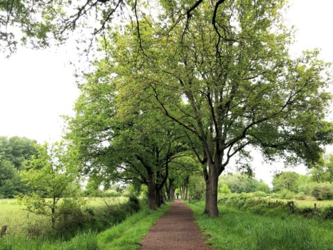 Boompad met groen gras en bomen aan beide zijden onder een bewolkte lucht.