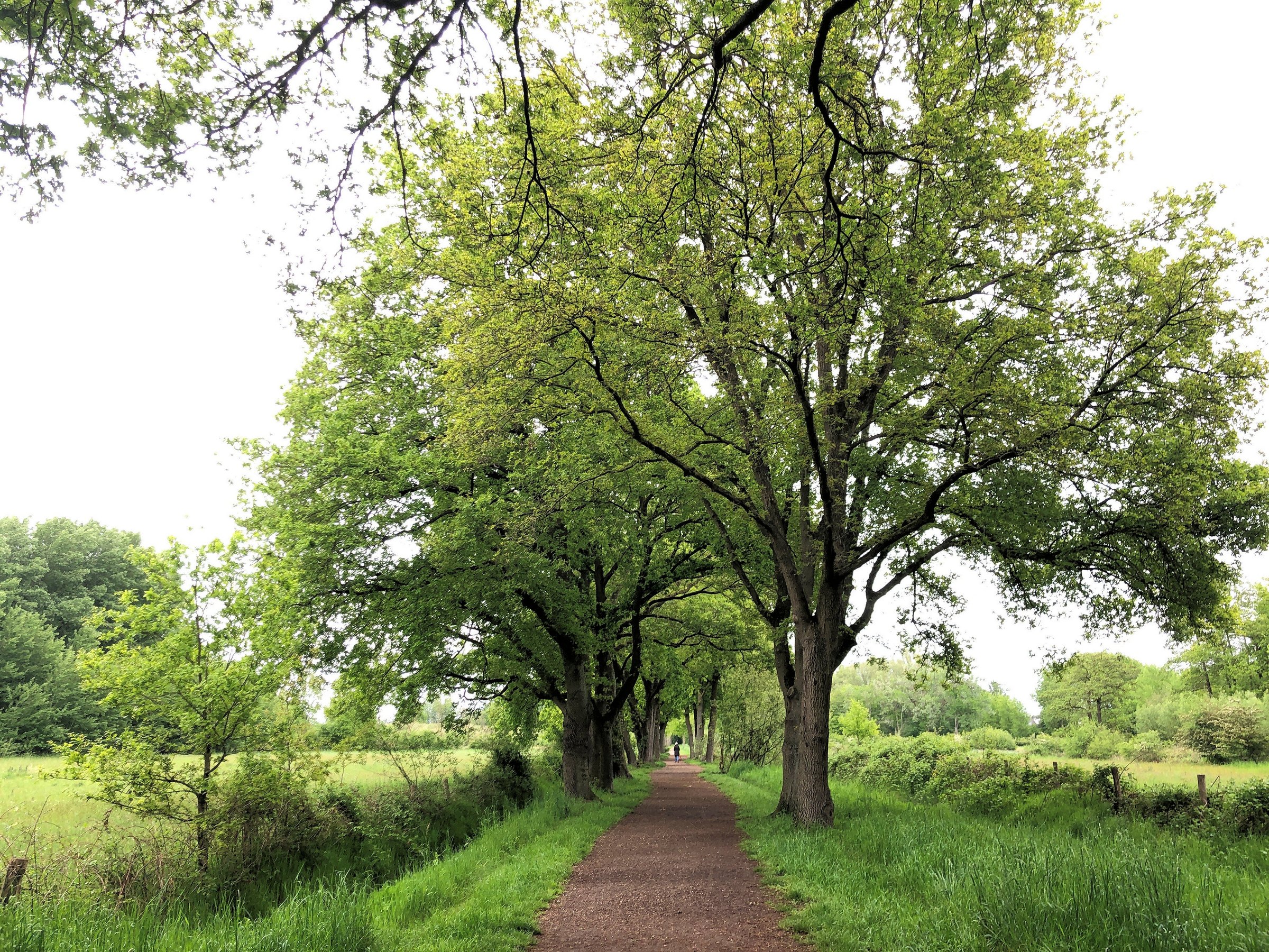 Boompad met groen gras en bomen aan beide zijden onder een bewolkte lucht.