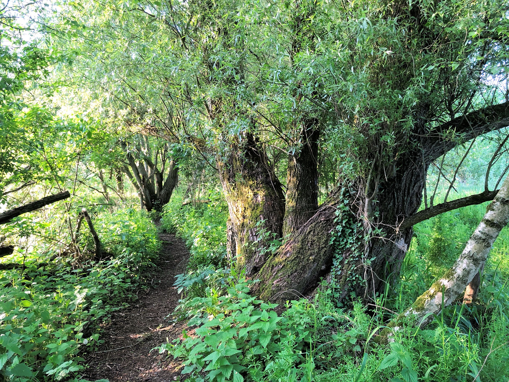 Bosrijk pad omgeven door weelderig groen en hoge bomen bij zonnig weer.