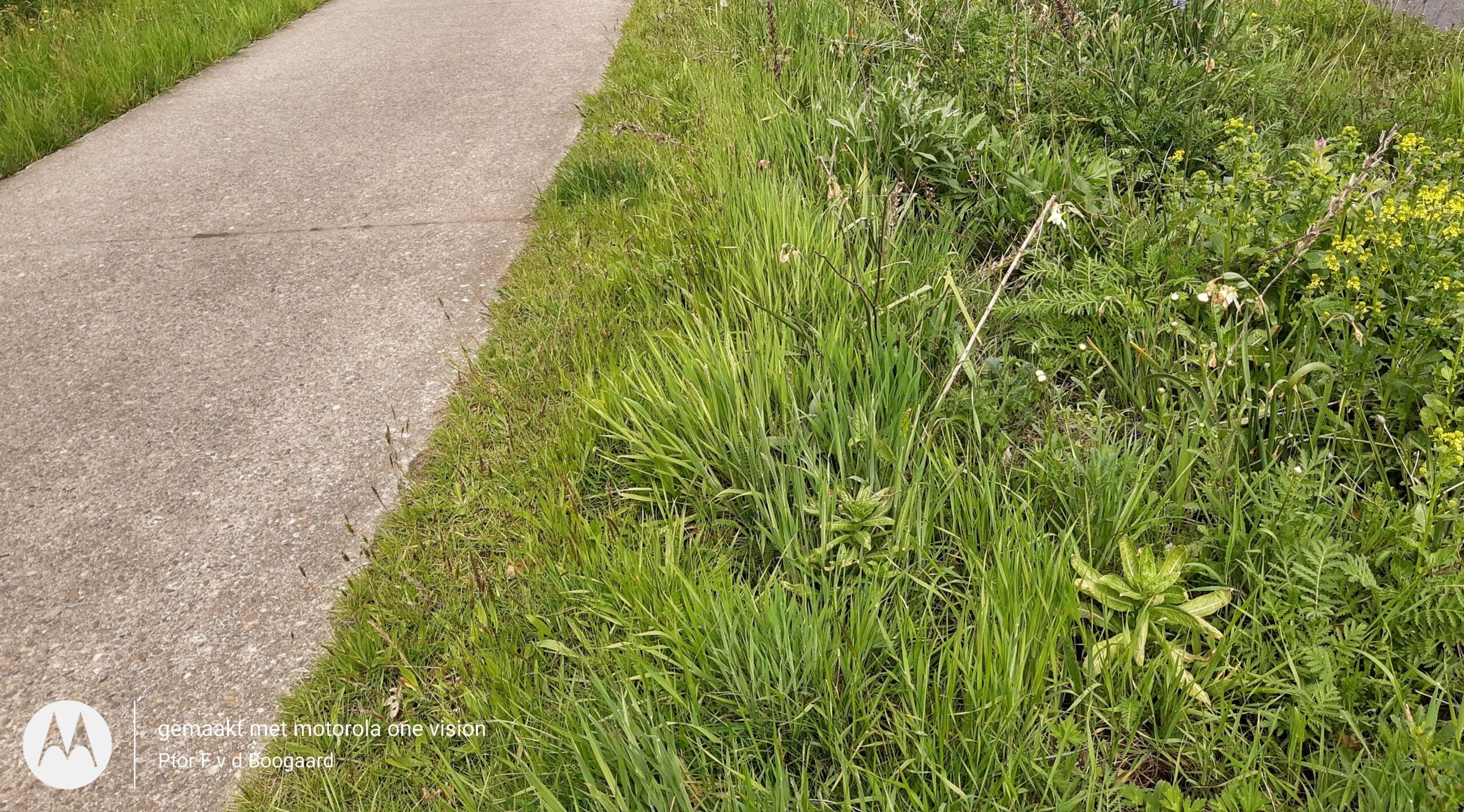 Betonnen pad naast groen gras met wilde bloemen op een zonnige dag.