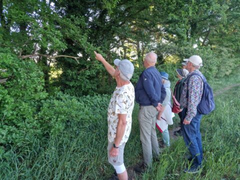 Groep mensen observeert en wijst naar bomen in groen, bosrijk gebied.