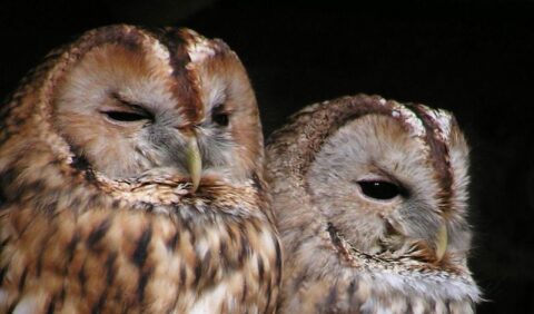 Twee bosuilen dicht bij elkaar, met halfgesloten ogen en bruin gestreept verenkleed.
