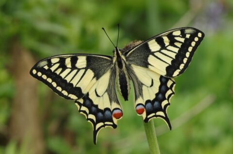 Gele en zwarte vlinder met open vleugels op een groene achtergrond.