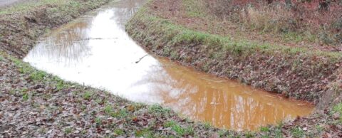 Sloot met modderig water omgeven door gras en herfstbladeren.