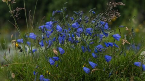 Blauwe klokkenbloemen in gras op een onscherpe achtergrond.