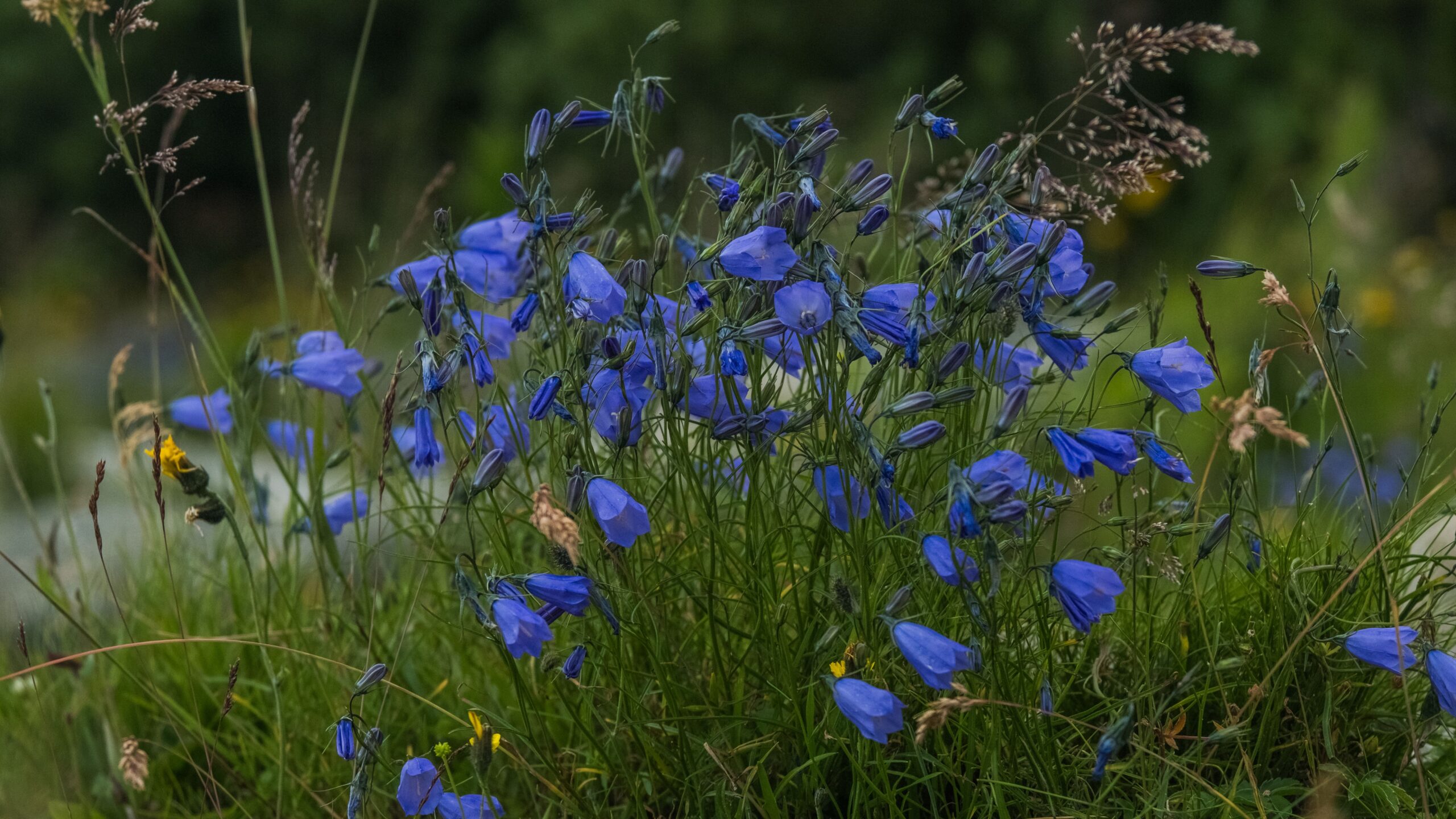 Blauwe klokkenbloemen in gras op een onscherpe achtergrond.