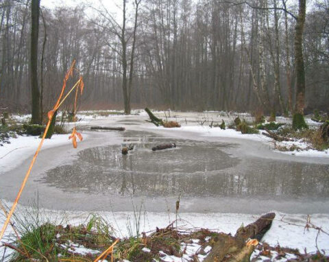 Bevroren vijver in een winterbos met kale bomen en sneeuw op de grond.