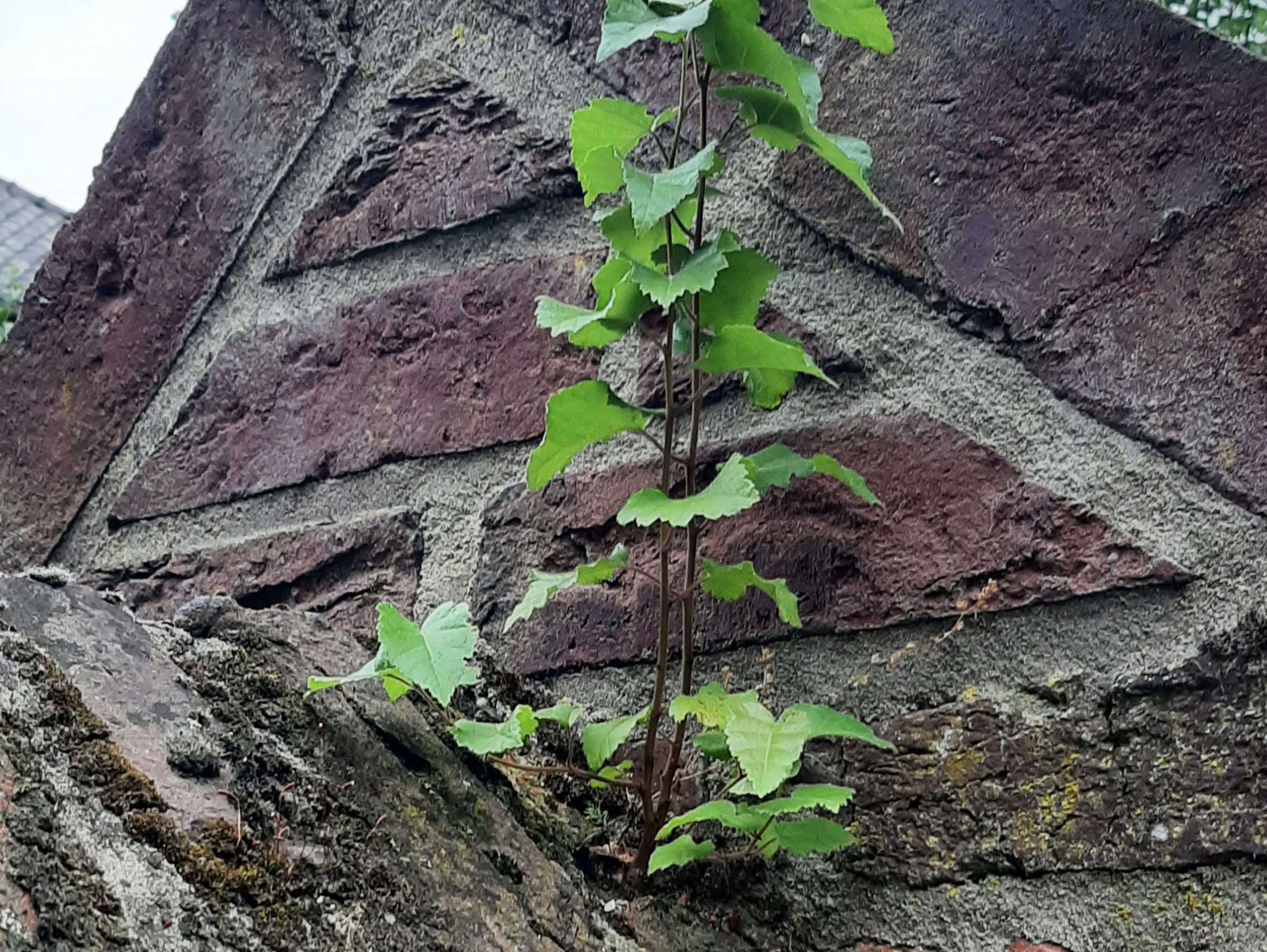 Jonge plant groeit uit een oude, verweerde bakstenen muur met geometrische patronen.