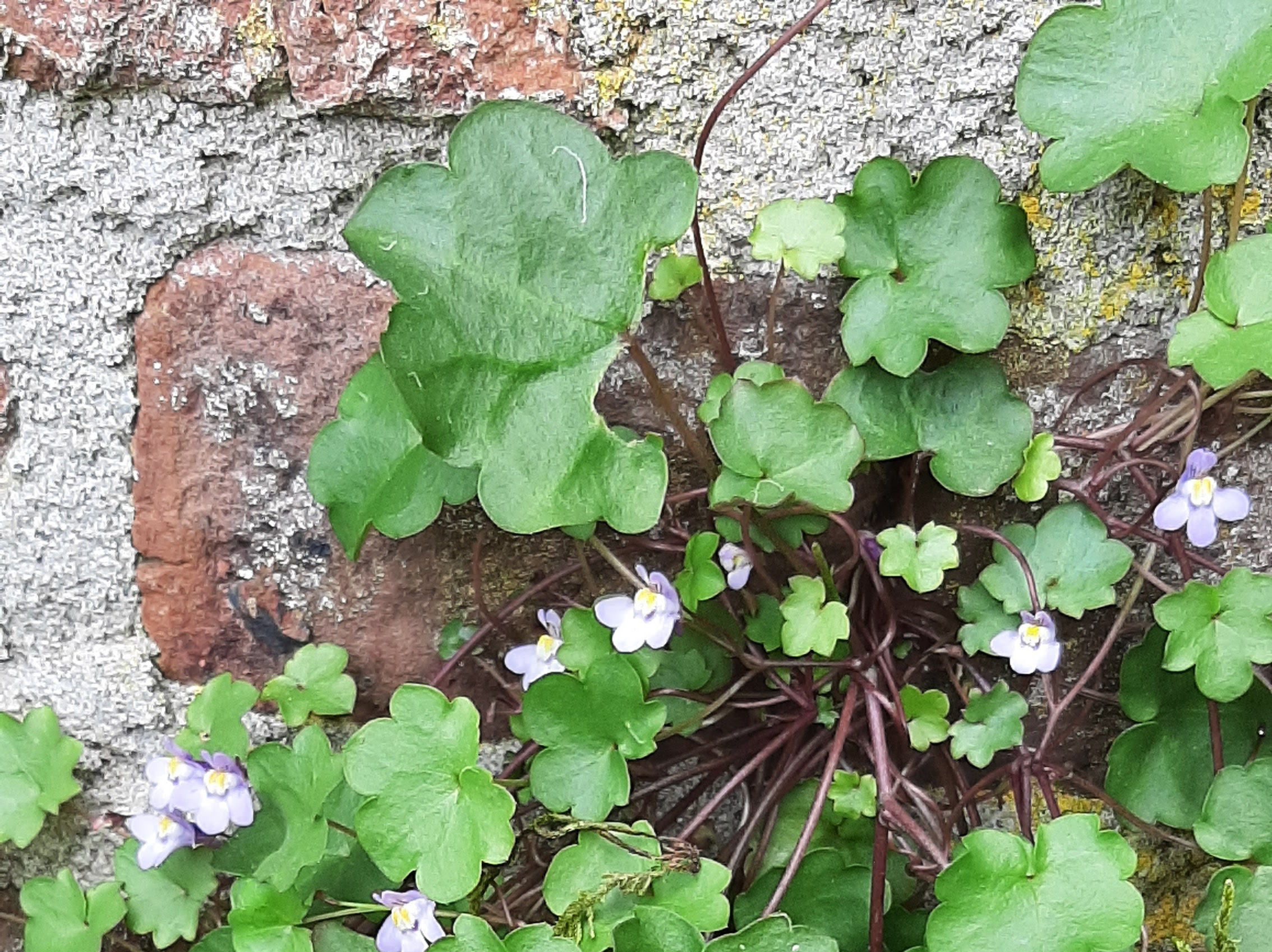 Groene bladeren en paarse bloemen groeien tegen een verweerde bakstenen muur.