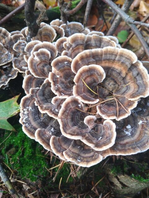 Paddenstoelen in concentrische cirkels groeien op een mosbed in het bos.