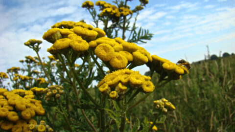Gele wilde bloemen bloeien in een veld met blauwe lucht op de achtergrond.