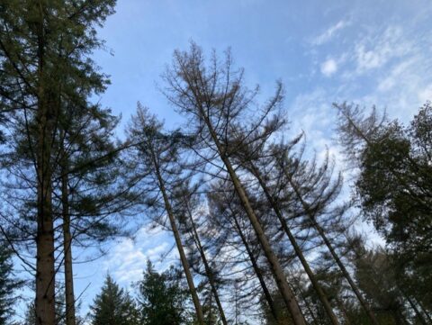 Hoge bomen tegen een blauwe lucht met dunne wolken in een bosrijke omgeving.