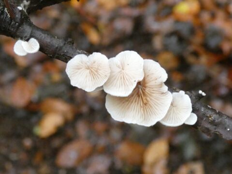 Witte waaiervormige paddenstoelen groeien op een donkere tak, met een onscherpe bosgrond als achtergrond.