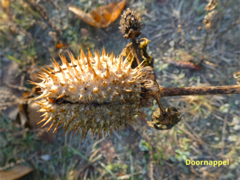 Close-up van een stekelige zaaddoos van een doornappel op een stengel, met droge bladeren op de grond.