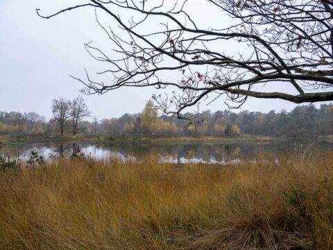 Meertje omgeven door bruine grassoorten, kale takken en bomen in de verte op een bewolkte dag.