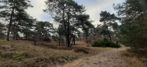 Boslandschap met zandpad, hoge dennenbomen en grasachtig terrein onder een bewolkte hemel.