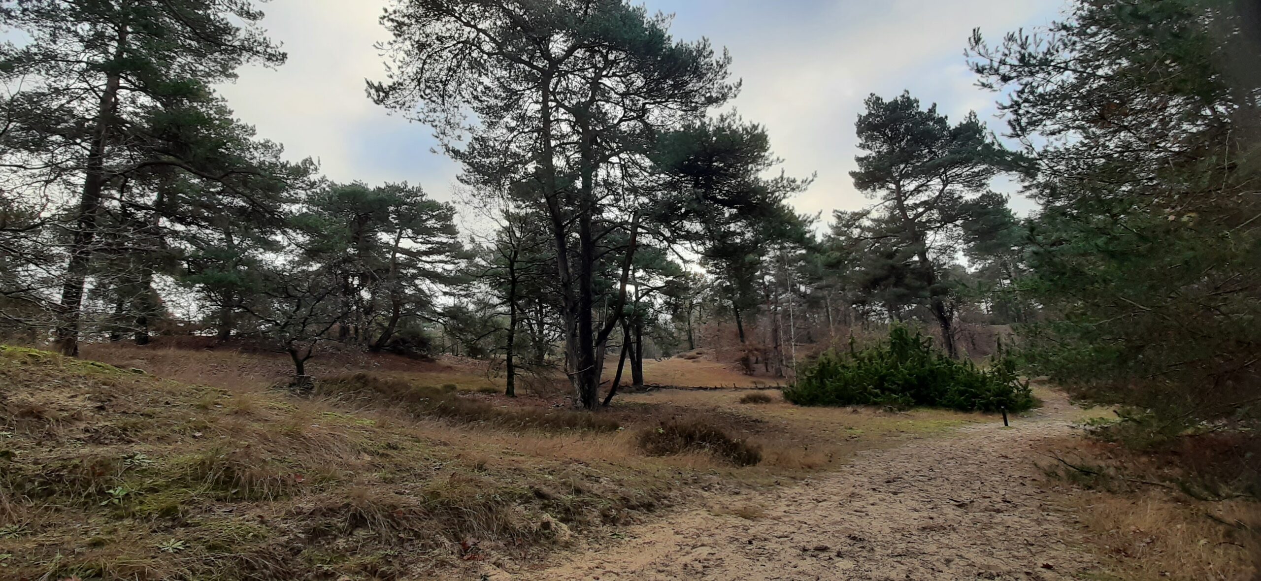 Boslandschap met zandpad, hoge dennenbomen en grasachtig terrein onder een bewolkte hemel.