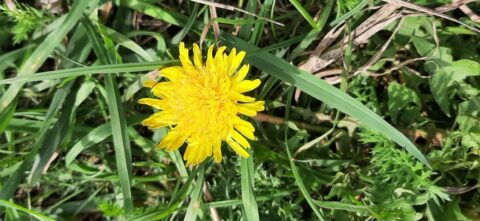 Gele paardenbloem tussen groene bladeren en gras.