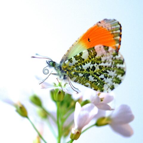 Oranje-wit vlinder op roze bloemen tegen een lichte achtergrond.