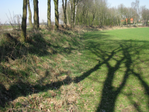 Boomrij langs een grasveld met schaduwen van bomen op de grond, onder een heldere lucht.