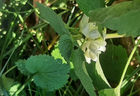 Groene bladeren met witte bloemen in natuurlijk zonlicht.