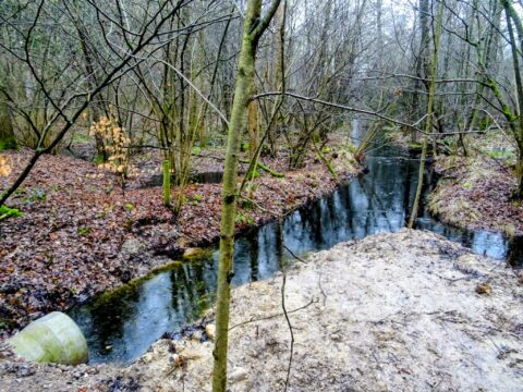 Een kronkelende beek stroomt door een kaal bos met natte bladeren en kale bomen.