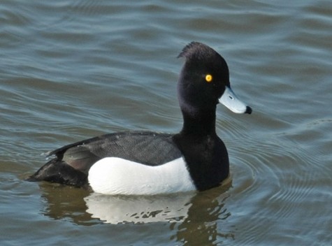 Een kuifduiker met zwart-witte veren en geel oog zwemt op rustig water.