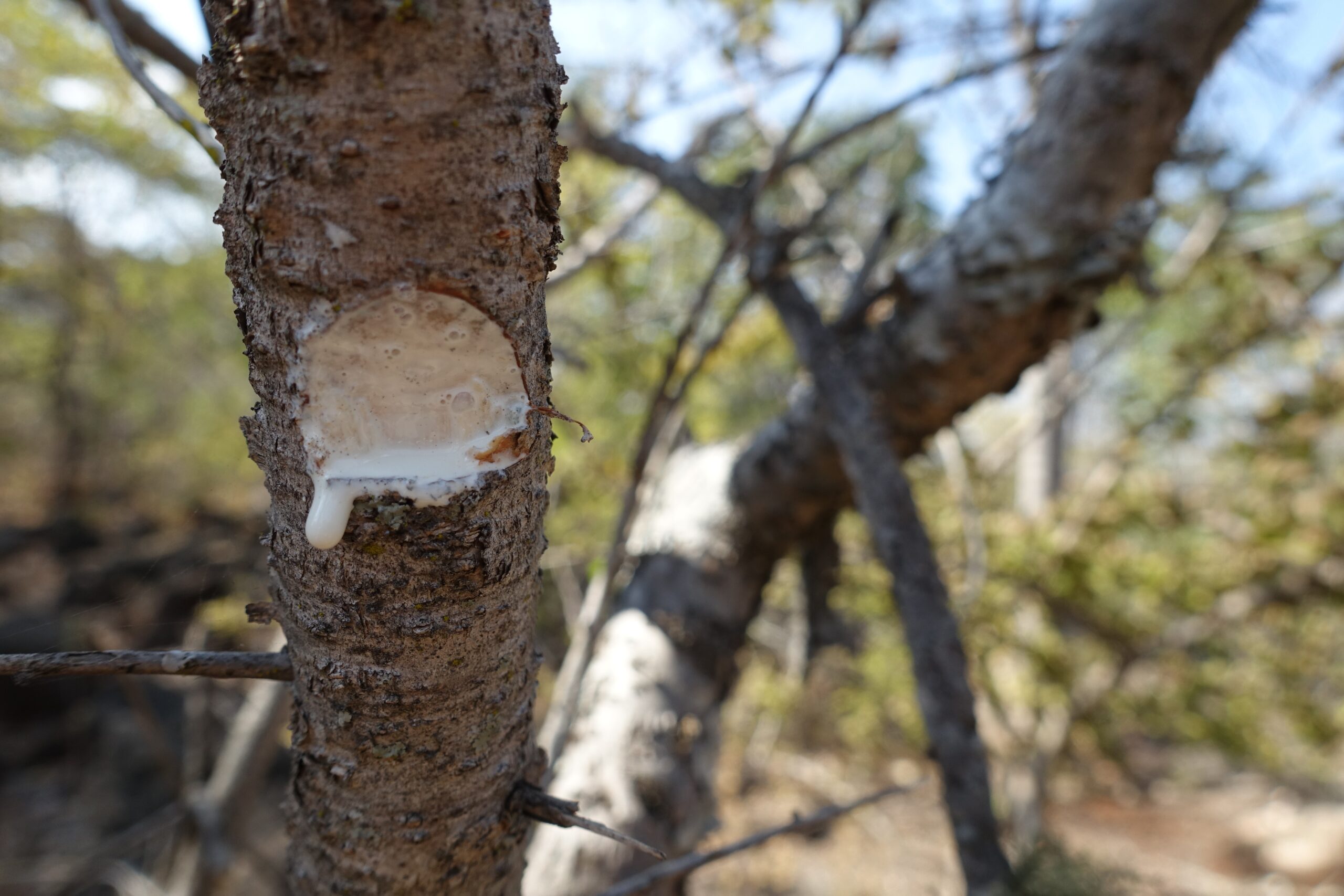 Close-up van een boom met witte hars die uit een wond op de stam sijpelt.