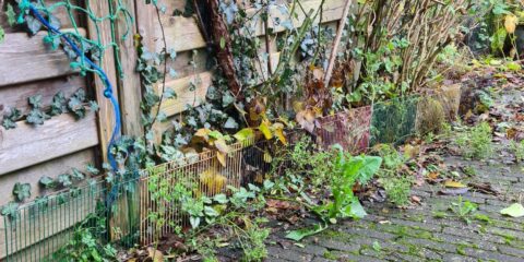 Klimop tegen een houten schutting met kleurrijk hek en herfstbladeren langs een stenen pad.