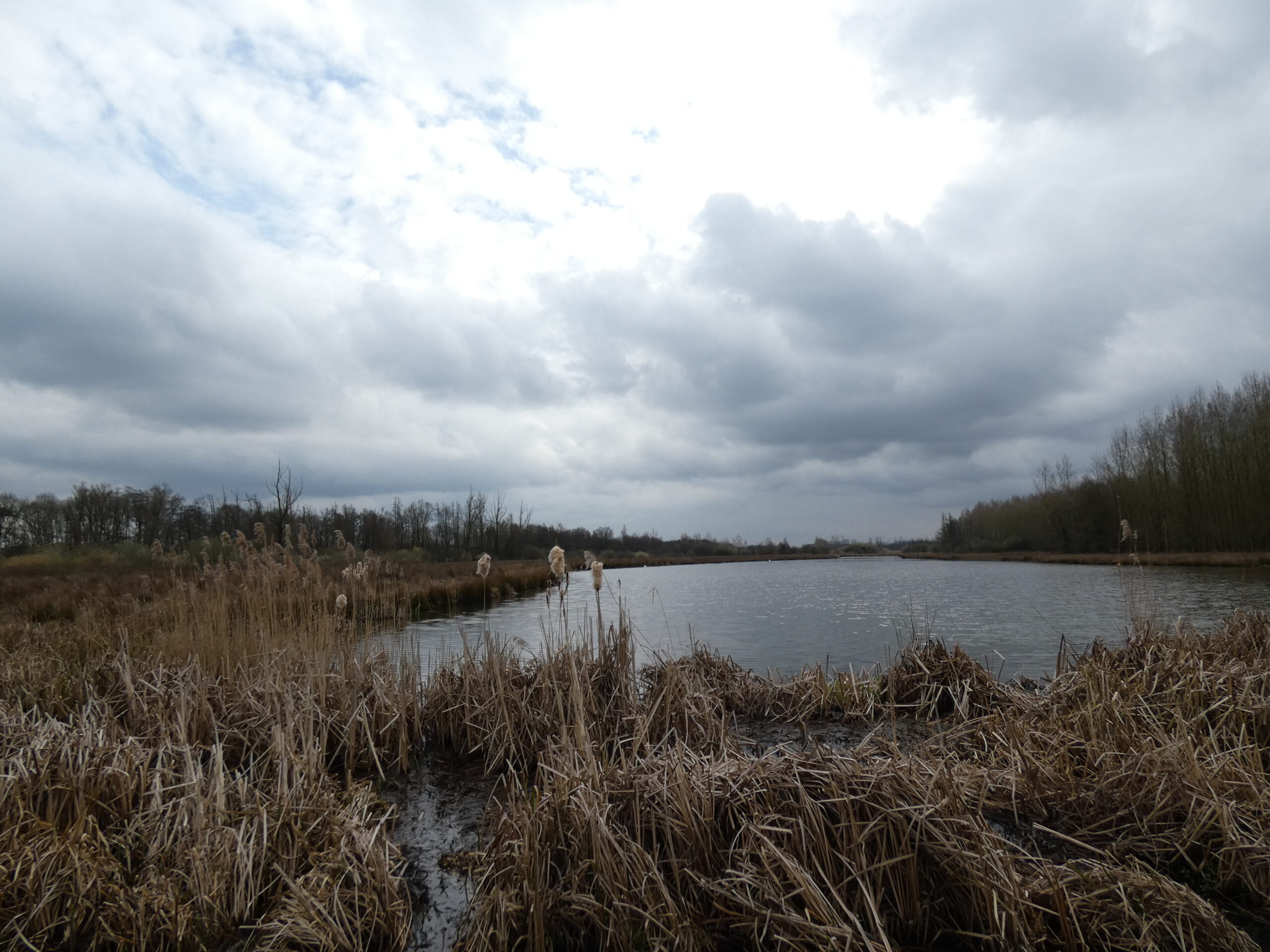 Een somber landschap met een meer, omringd door riet en kale bomen onder een bewolkte hemel.
