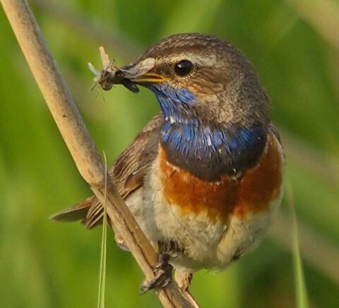 Vogel met blauw-oranje borst houdt insect in zijn bek, zittend op een tak, groene achtergrond.