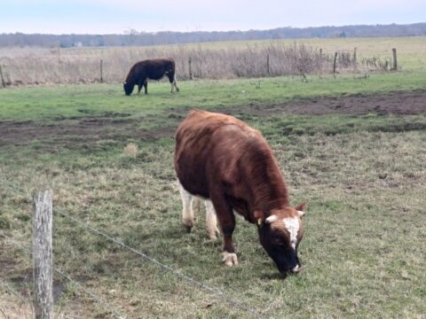 Twee bruine koeien grazen in een omheind weiland. Background: uitgestrekte groene velden.