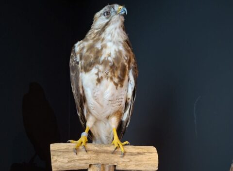 Een bruine roofvogel, zittend op een houten stok tegen een donkere achtergrond.