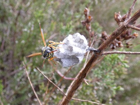 Wesp bouwt een nest aan een tak in een groene, natuurlijke omgeving.