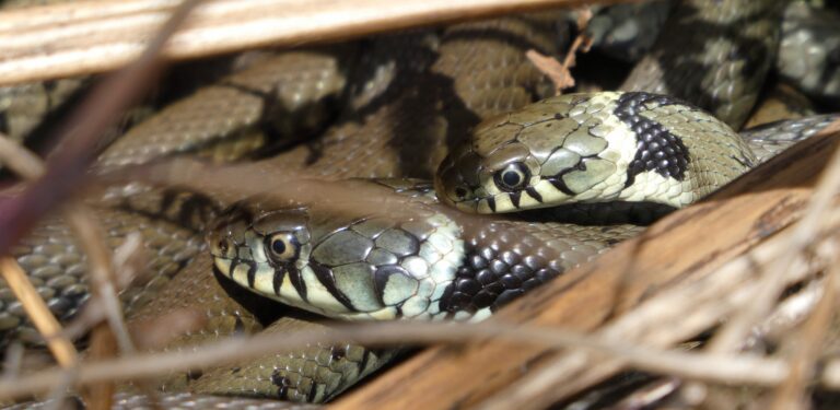 Twee slangen liggen in gedroogd gras met zichtbare schubben en patronen.
