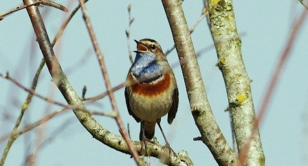 Vogel met blauwe borst zittend op een tak tegen een blauwe lucht.