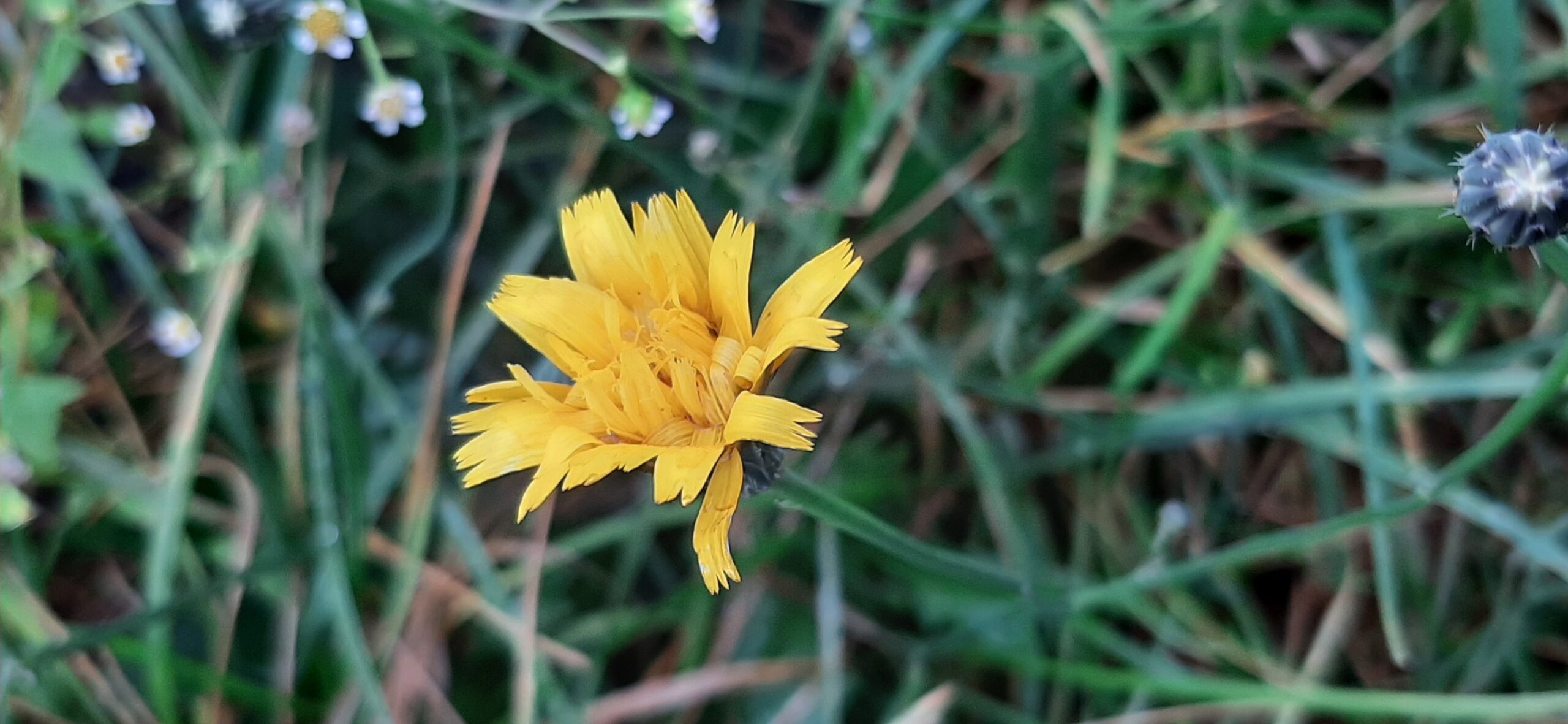 Gele bloem in gras met onscherpe achtergrond en enkele kleine bloemetjes.