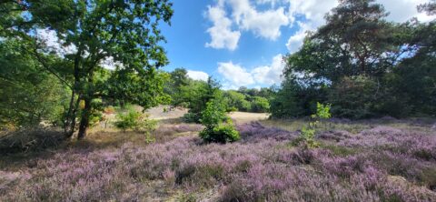 Landschap met bloeiende paarse heide, groene bomen en een blauwe lucht met witte wolken.