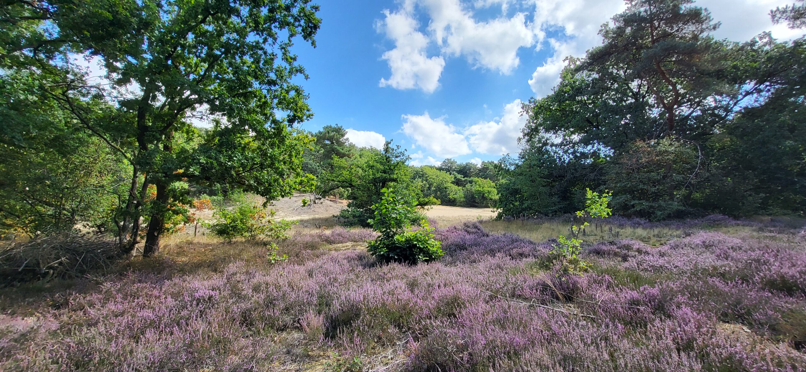 Landschap met bloeiende paarse heide, groene bomen en een blauwe lucht met witte wolken.