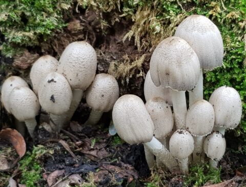 Cluster van bleekgrijze paddenstoelen groeit op een bodem met mos en bladeren.