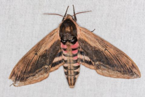 Bruine vlinder met rood en zwarte strepen, vleugels gespreid op witte achtergrond.