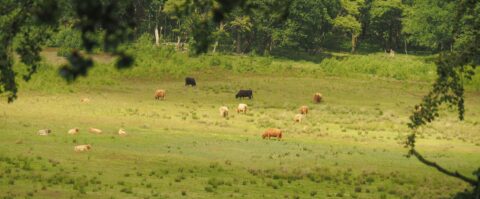 Schotse hooglanders grazen in een groene, bosrijke weide.