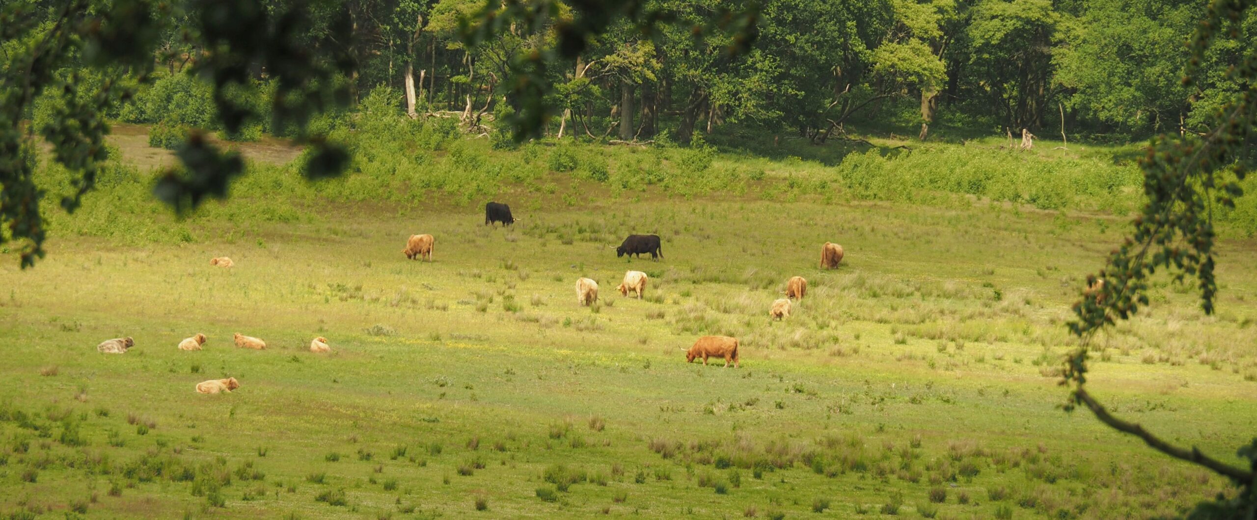 Schotse hooglanders grazen in een groene, bosrijke weide.
